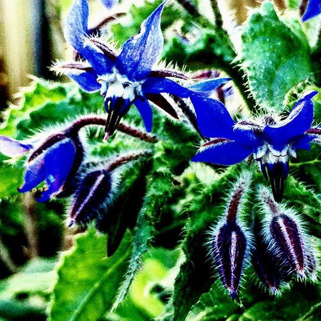 Instagram Photo Contest: "Spring in Napa Valley"